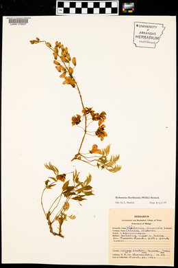 Rehsonia floribunda image