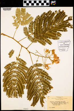 Albizia julibrissin image