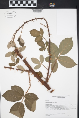 Rubus serissimus image