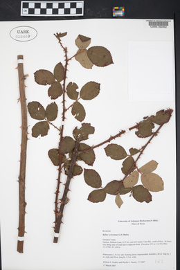 Rubus serissimus image