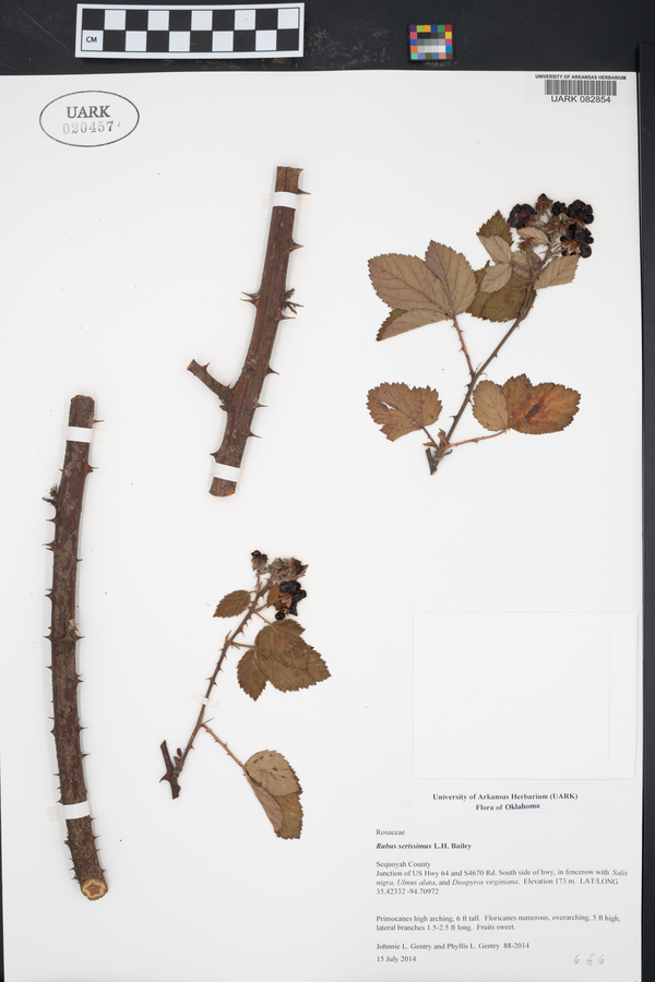 Rubus serissimus image