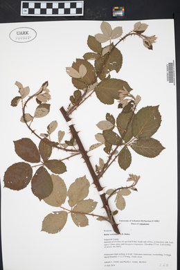 Rubus serissimus image