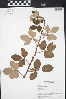 Rubus serissimus image