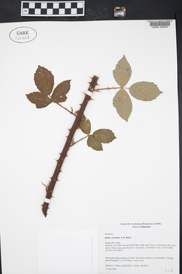 Rubus serissimus image