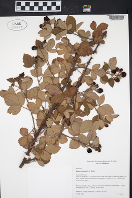 Rubus serissimus image