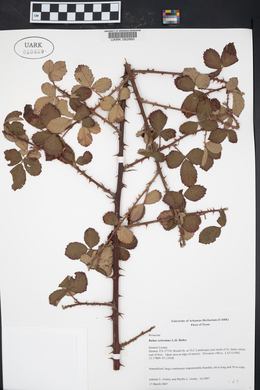 Rubus serissimus image