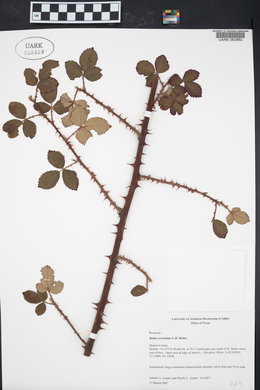 Rubus serissimus image