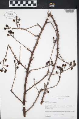 Rubus serissimus image