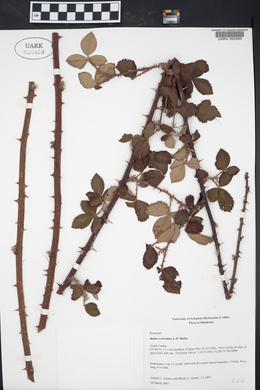 Rubus serissimus image