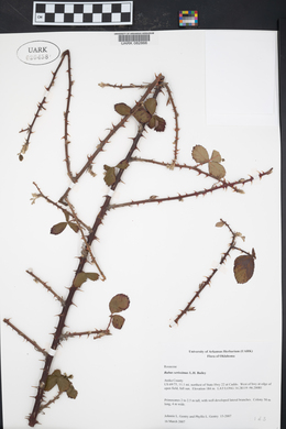 Rubus serissimus image