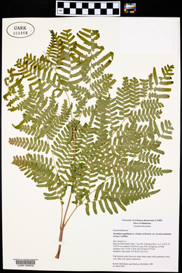 Pteridium aquilinum subsp. pseudocaudatum image