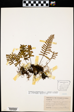 Pleopeltis polypodioides image