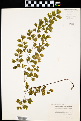 Adiantum capillus-veneris image