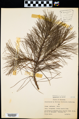 Pinus echinata image