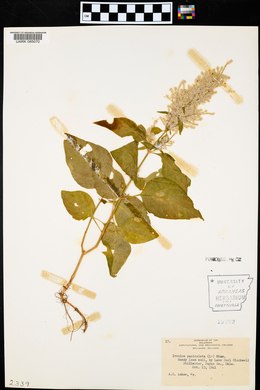 Iresine paniculata image