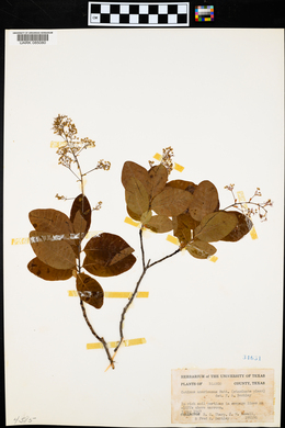 Cotinus americanus image