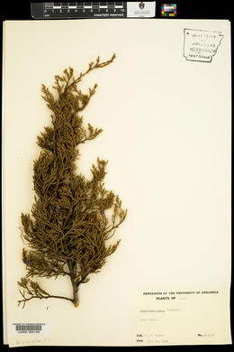 Juniperus ashei image