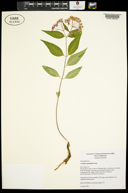 Asclepias quadrifolia image