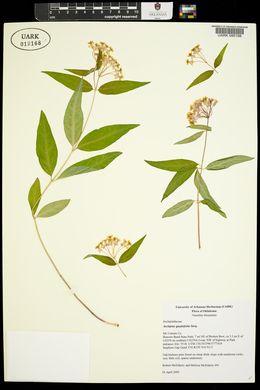 Asclepias quadrifolia image