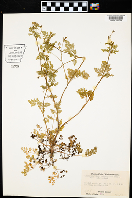 Chaerophyllum tainturieri var. tainturieri image