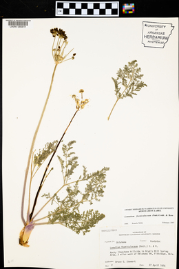 Lomatium foeniculaceum image