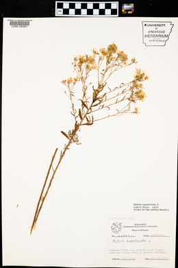 Kuhnia eupatorioides image