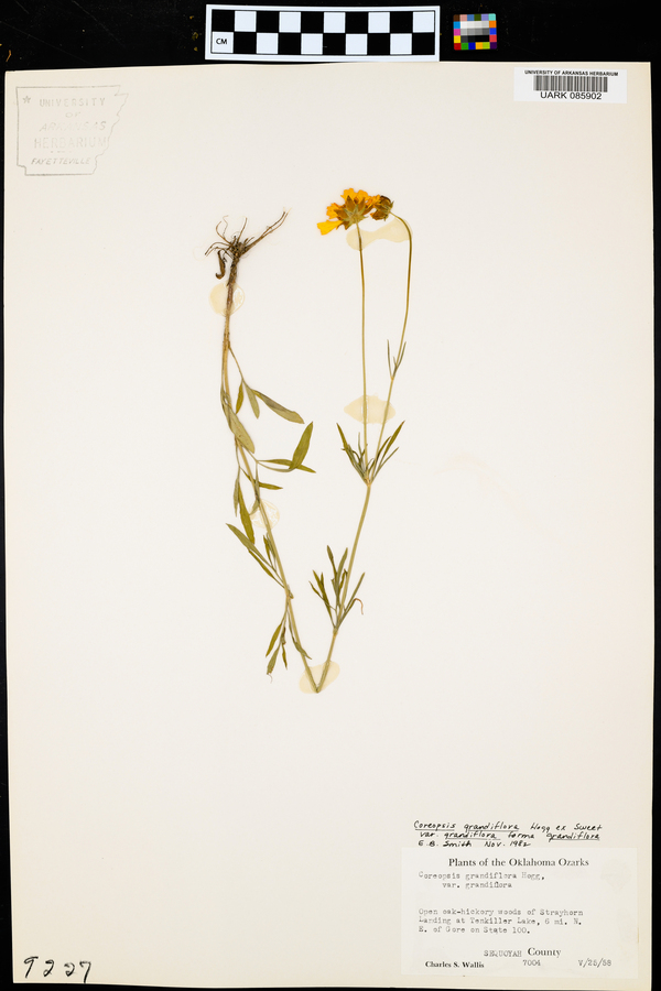 Coreopsis grandiflora var. grandiflora image