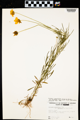 Coreopsis grandiflora var. harveyana image