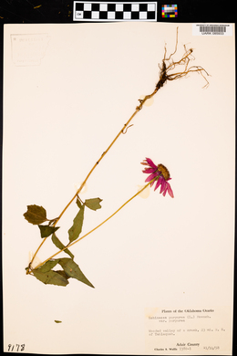 Echinacea purpurea var. purpurea image