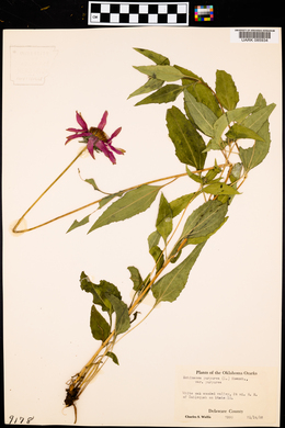 Echinacea purpurea var. purpurea image