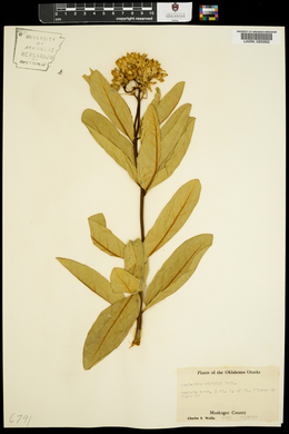 Asclepias viridis image