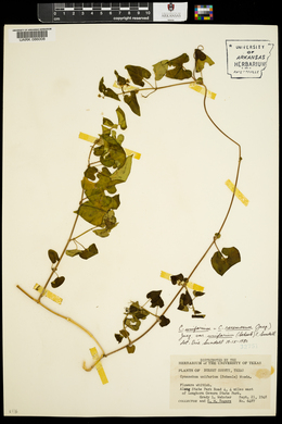 Cynanchum racemosum var. unifarium image