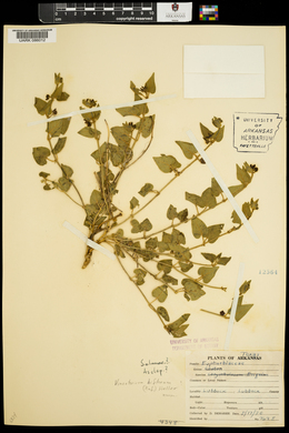 Chthamalia biflora image