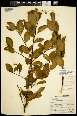 Ilex ambigua image