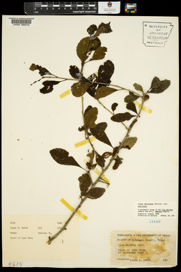 Ilex decidua var. decidua image