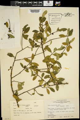 Ilex vomitoria image