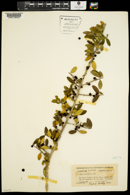 Ilex vomitoria image