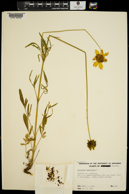 Coreopsis lanceolata image