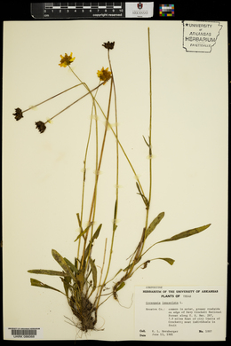 Coreopsis lanceolata image