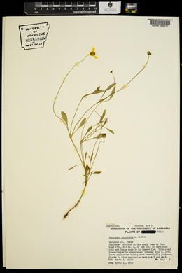 Coreopsis nuecensis image