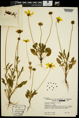 Coreopsis nuecensis image