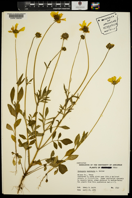 Coreopsis nuecensis image