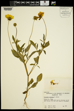 Coreopsis nuecensis image