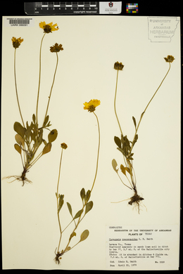 Coreopsis nuecensoides image