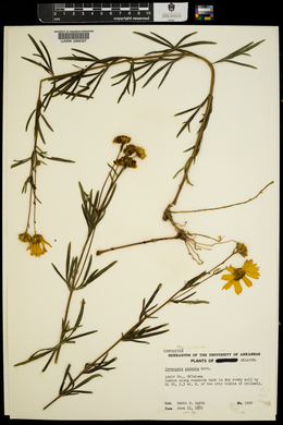 Coreopsis palmata image