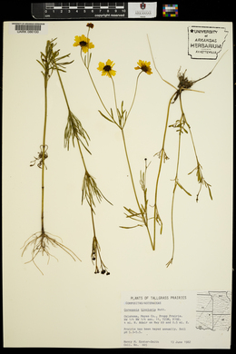 Coreopsis tinctoria image