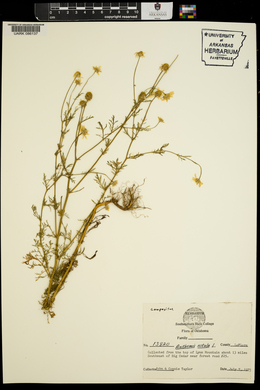 Anthemis cotula image