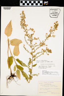 Aster texanus var. parviceps image