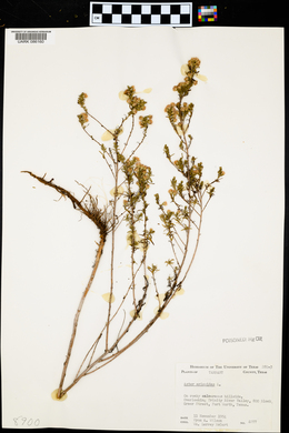 Symphyotrichum ericoides image