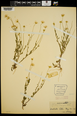 Bellis integrifolia image